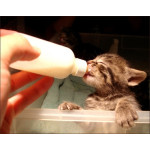Baby Cat Milk 貓咪奶粉